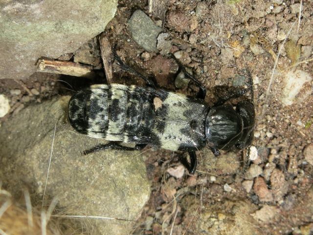 Creophilus maxillosus (Staphylinidae)