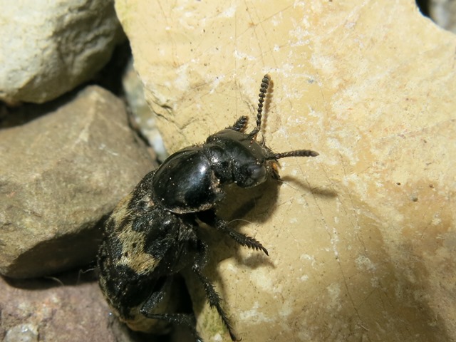 Creophilus maxillosus (Staphylinidae)