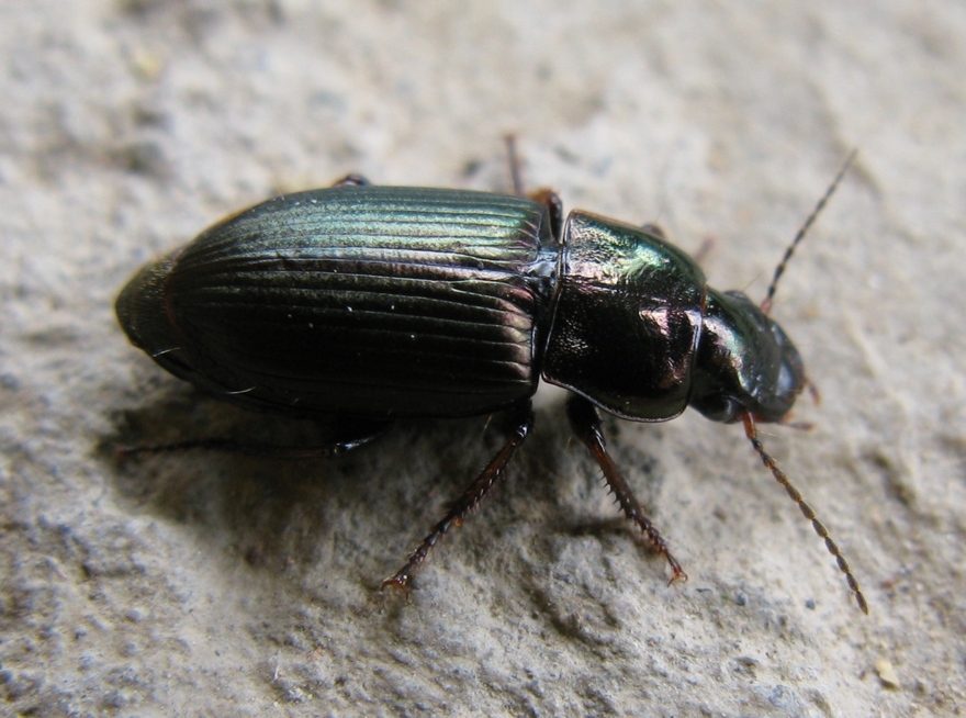 Harpalus distinguendus