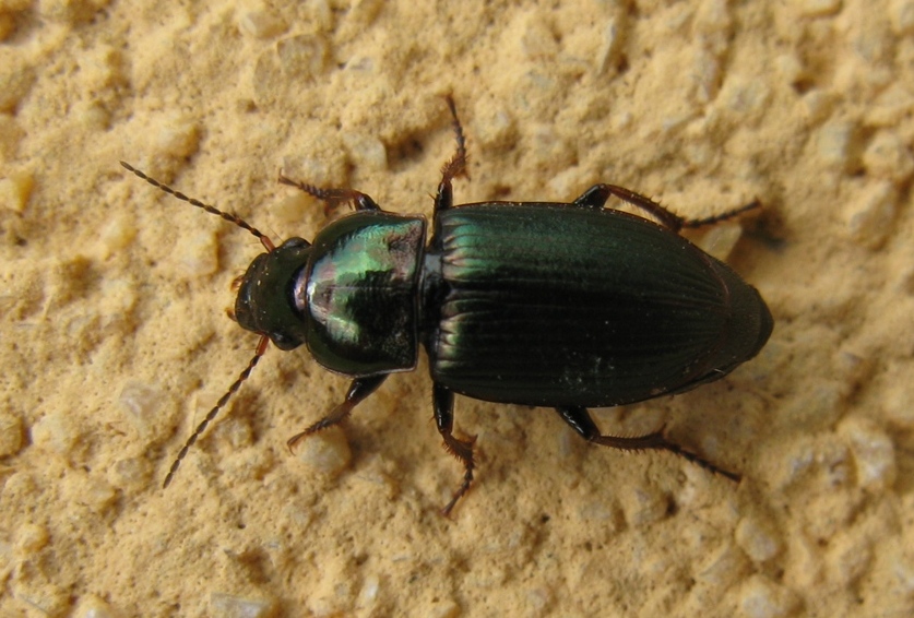 Harpalus distinguendus