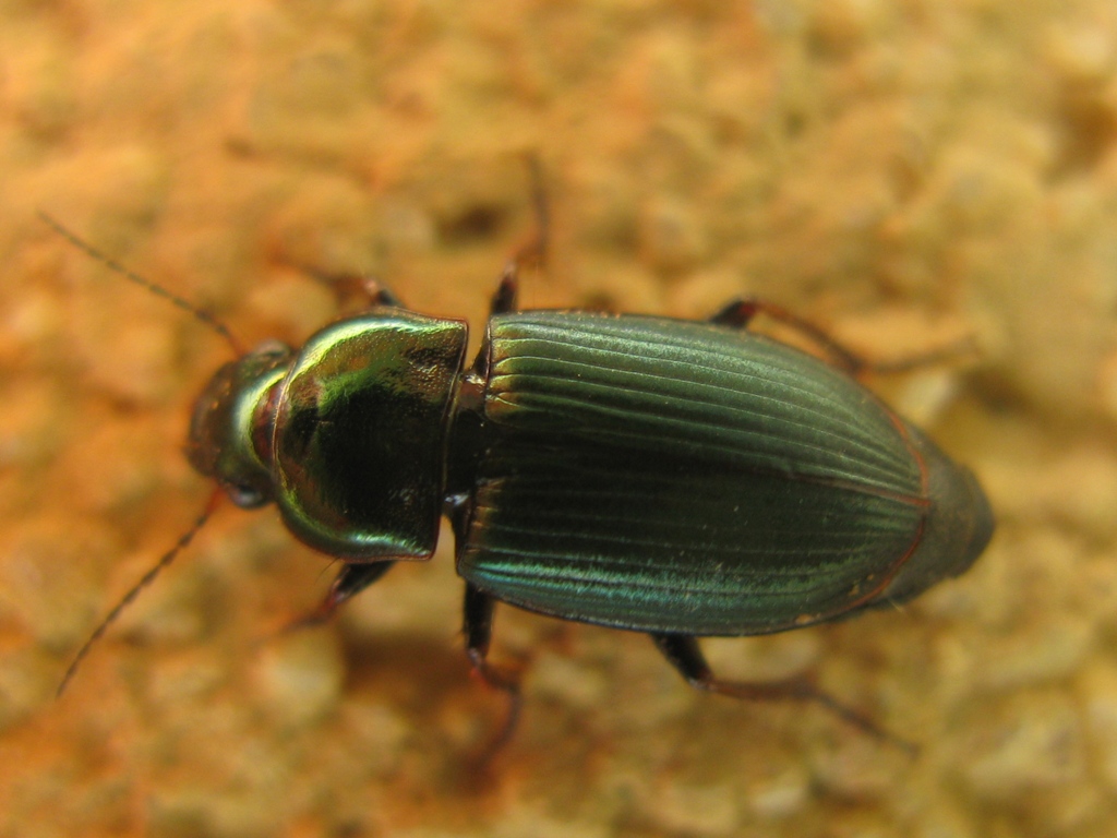 Harpalus distinguendus