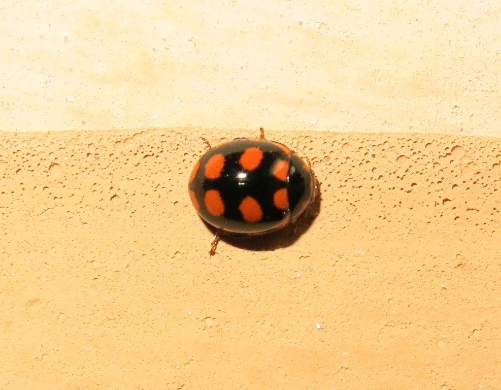 Coccinula quatuordecimpustulata, Coccinellidae