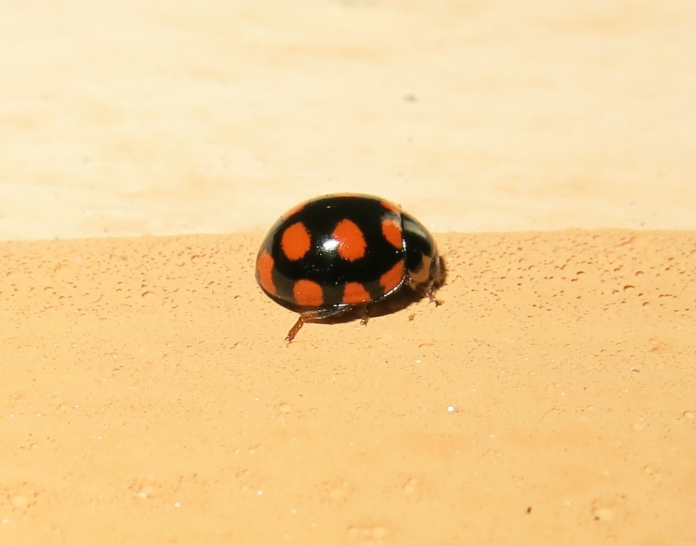 Coccinula quatuordecimpustulata, Coccinellidae