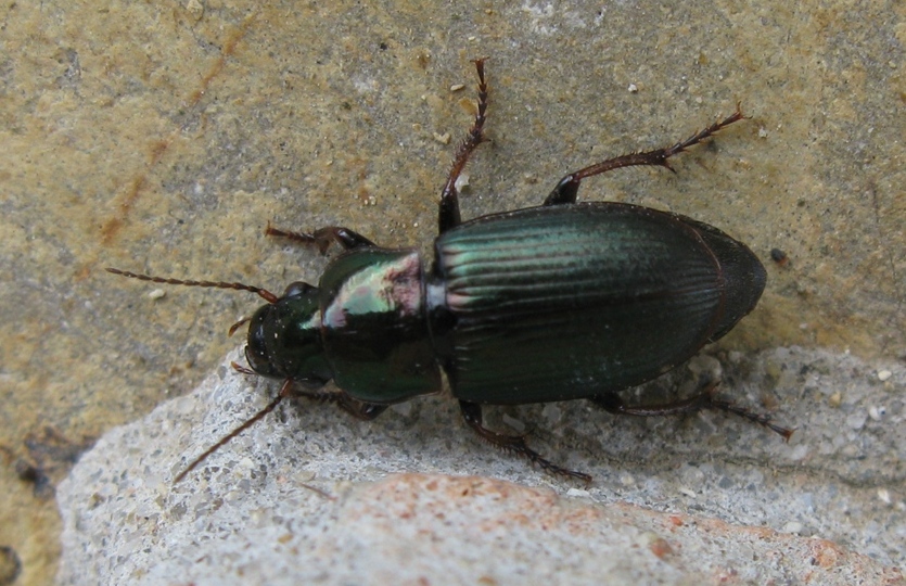 Harpalus distinguendus