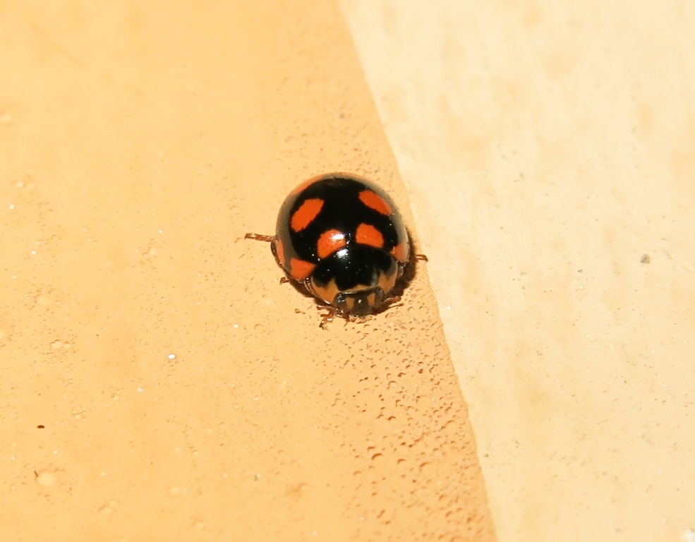 Coccinula quatuordecimpustulata, Coccinellidae