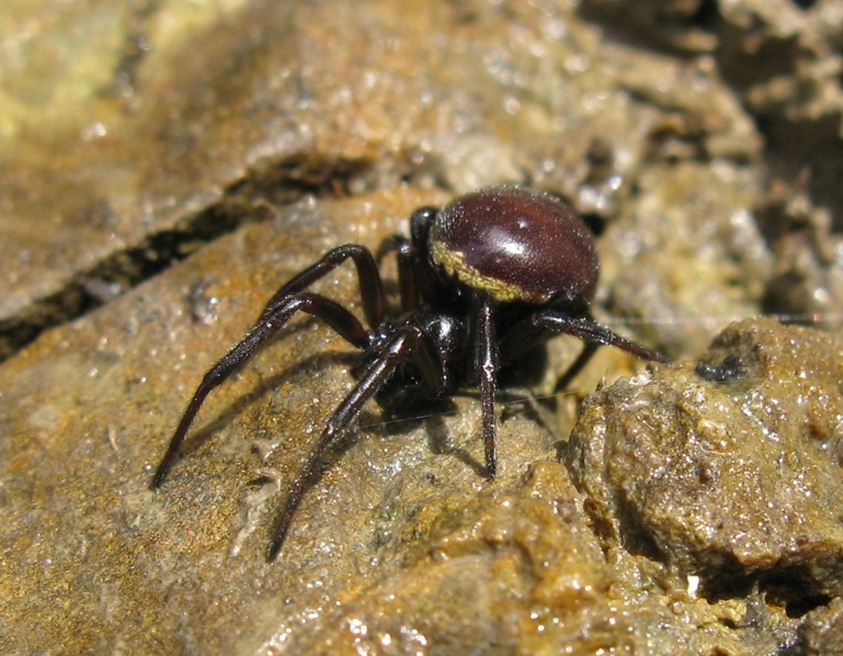 Steatoda paykulliana - Acquapendente (VT)