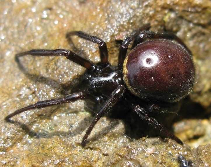 Steatoda paykulliana - Acquapendente (VT)