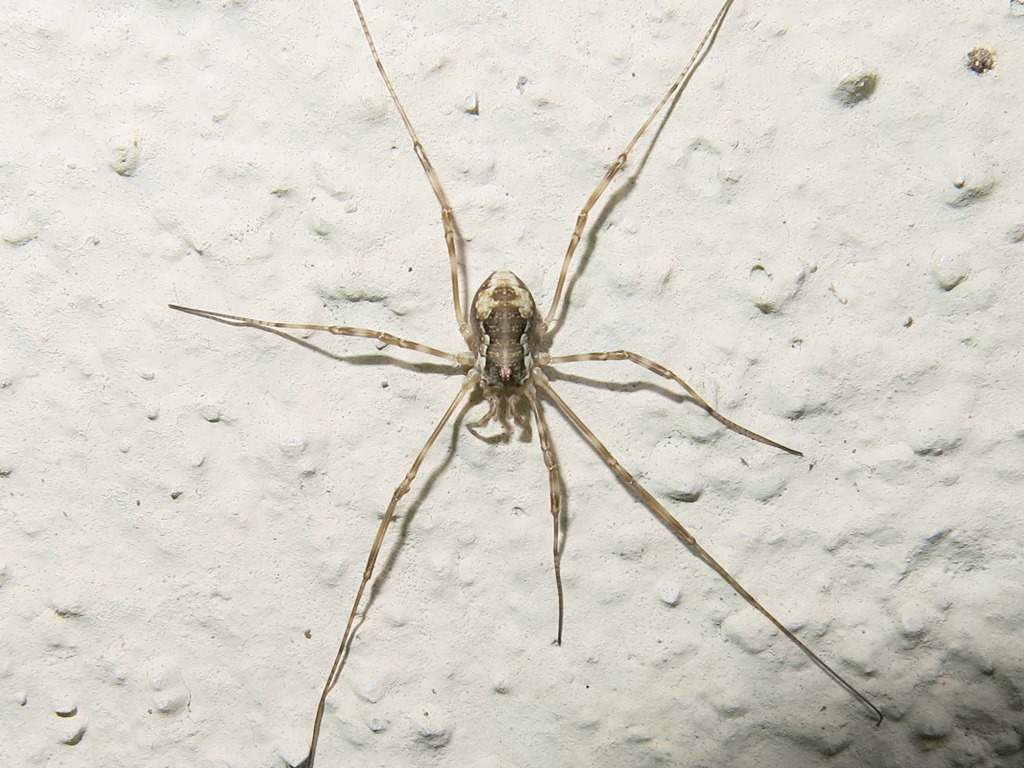 Phalangiidae: cfr. Dasylobus sp.
