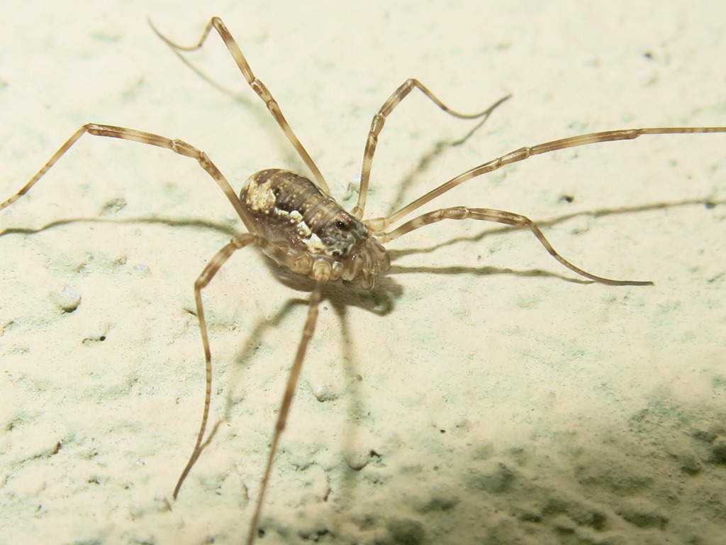 Phalangiidae: cfr. Dasylobus sp.