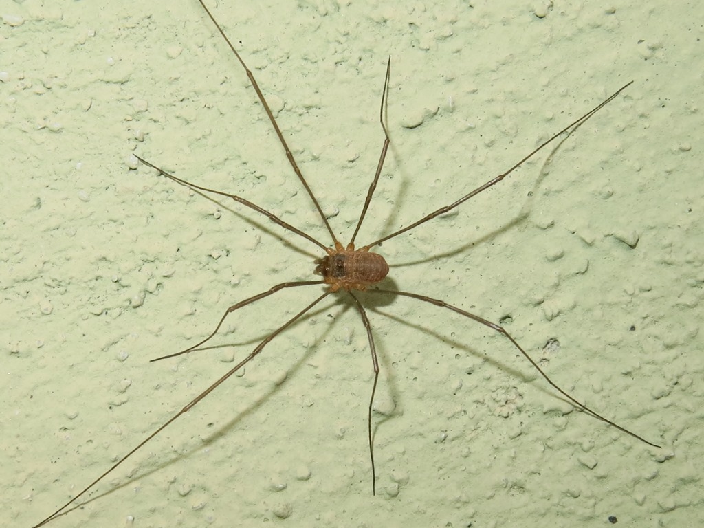Phalangiidae: Phalangium sp.