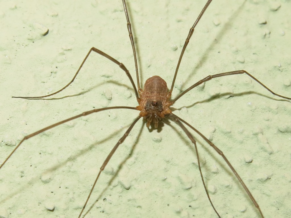 Phalangiidae: Phalangium sp.