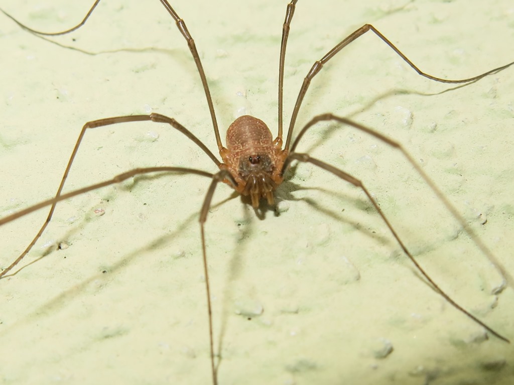 Phalangiidae: Phalangium sp.