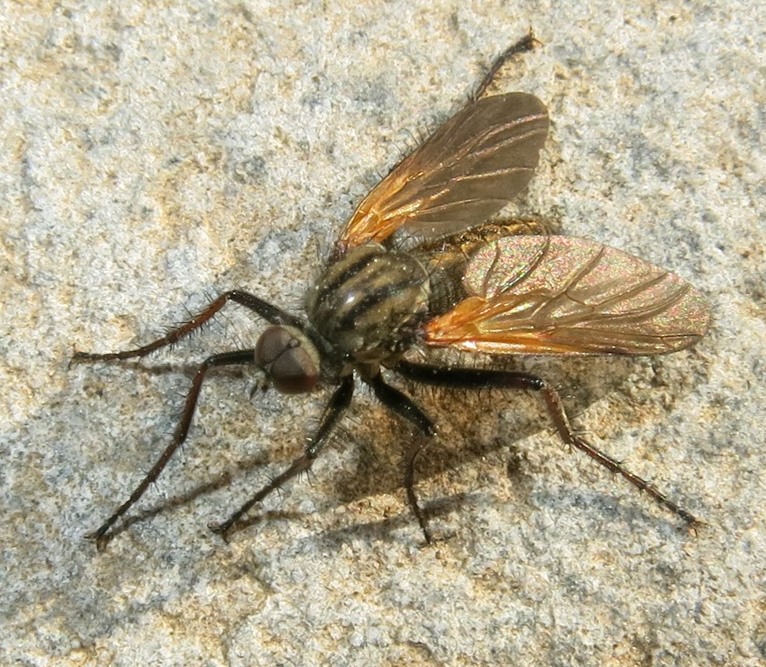 Empis da determinare: maschio di E. tessellata
