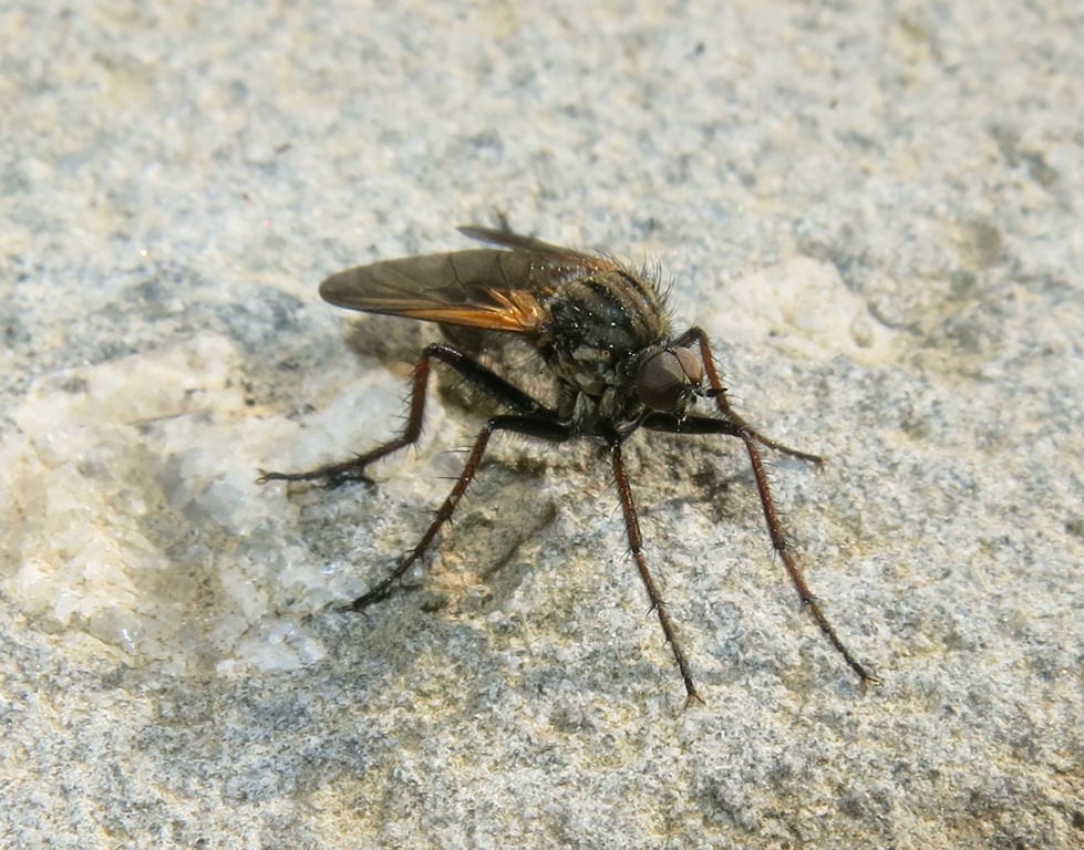 Empis da determinare: maschio di E. tessellata