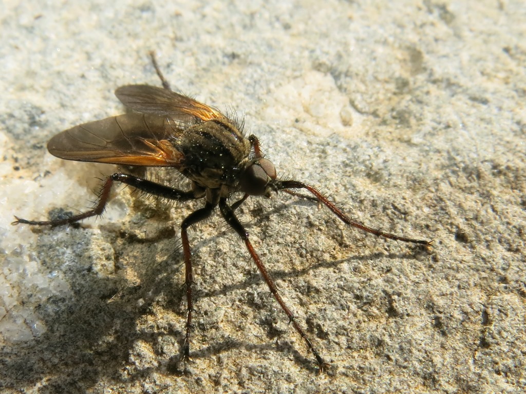 Empis da determinare: maschio di E. tessellata