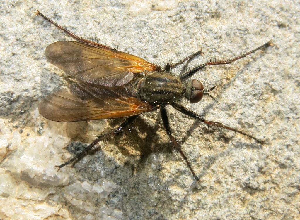 Empis da determinare: maschio di E. tessellata