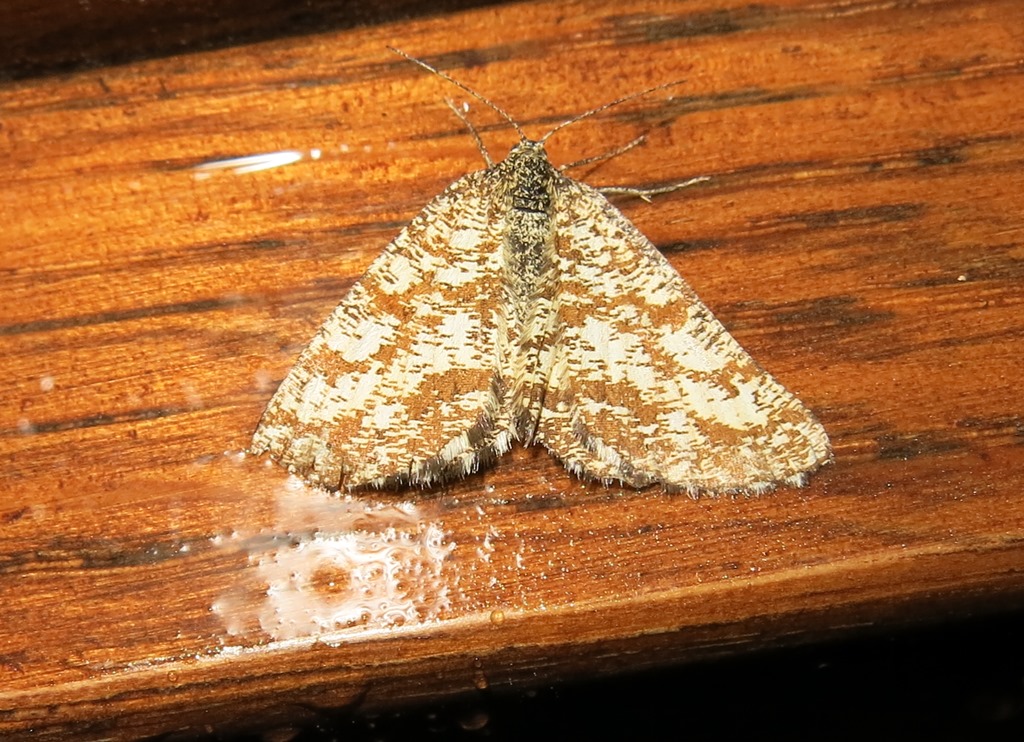 Da identificare: Ematurga atomaria - Geometridae