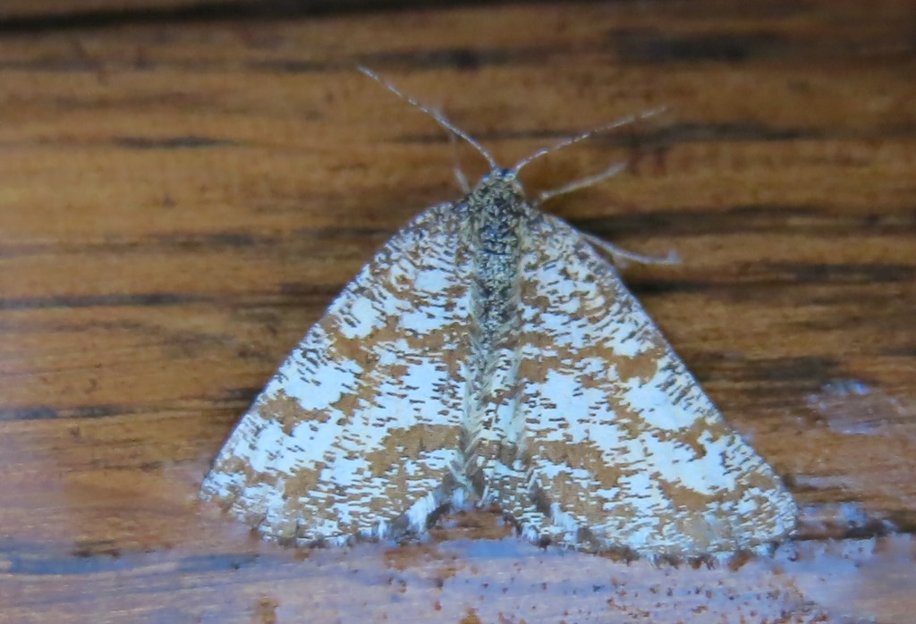 Da identificare: Ematurga atomaria - Geometridae