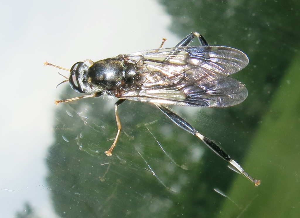 Stratiomyidae:  Exaireta spinigera
