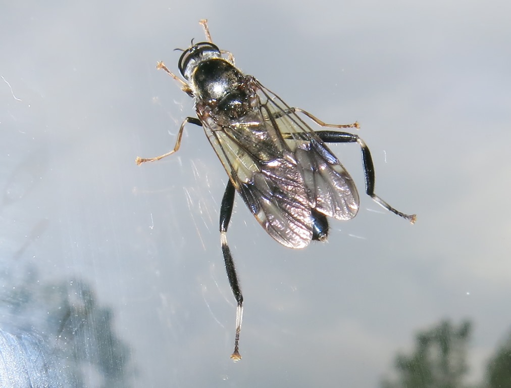 Stratiomyidae:  Exaireta spinigera