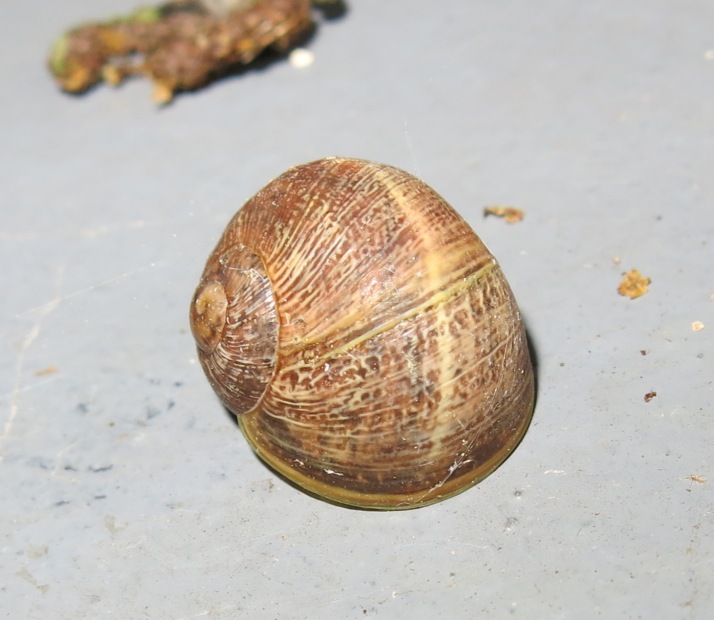 Gastropoda da determinare 5 ?