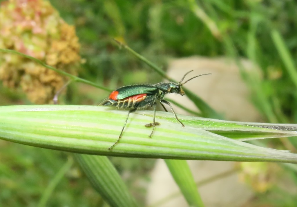 Malachiidae:  Malachius australis, femmina