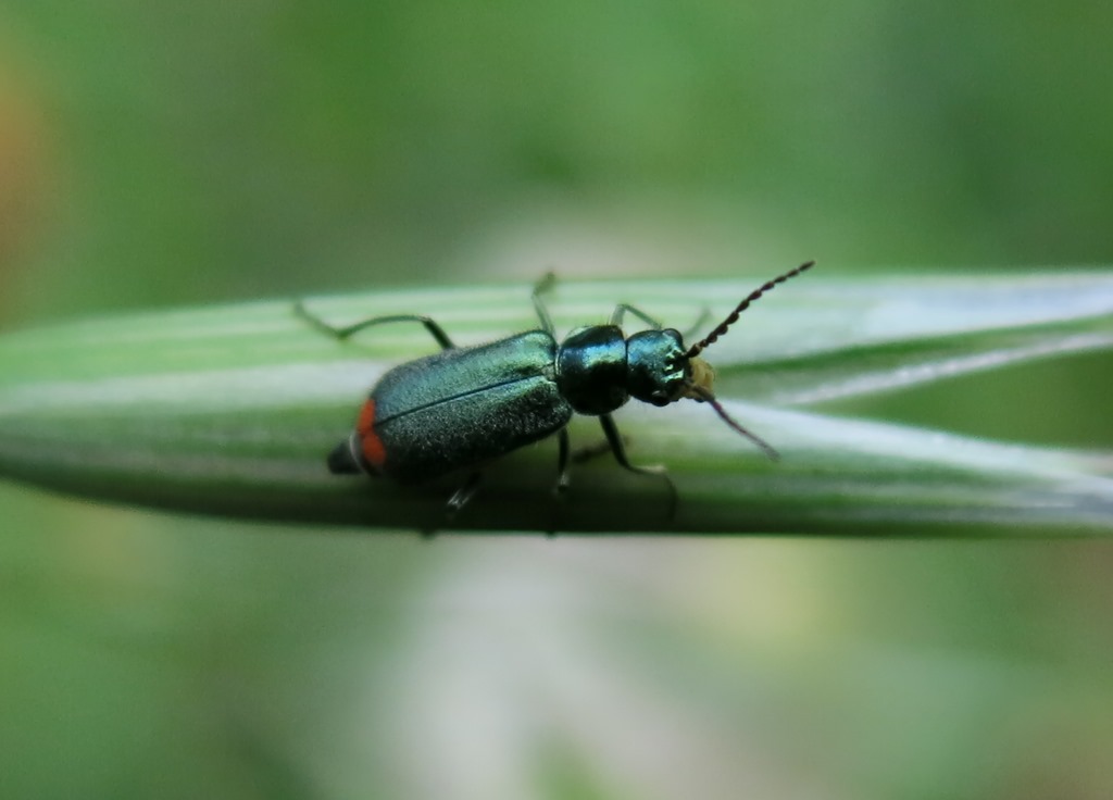 Malachiidae:  Malachius australis, femmina