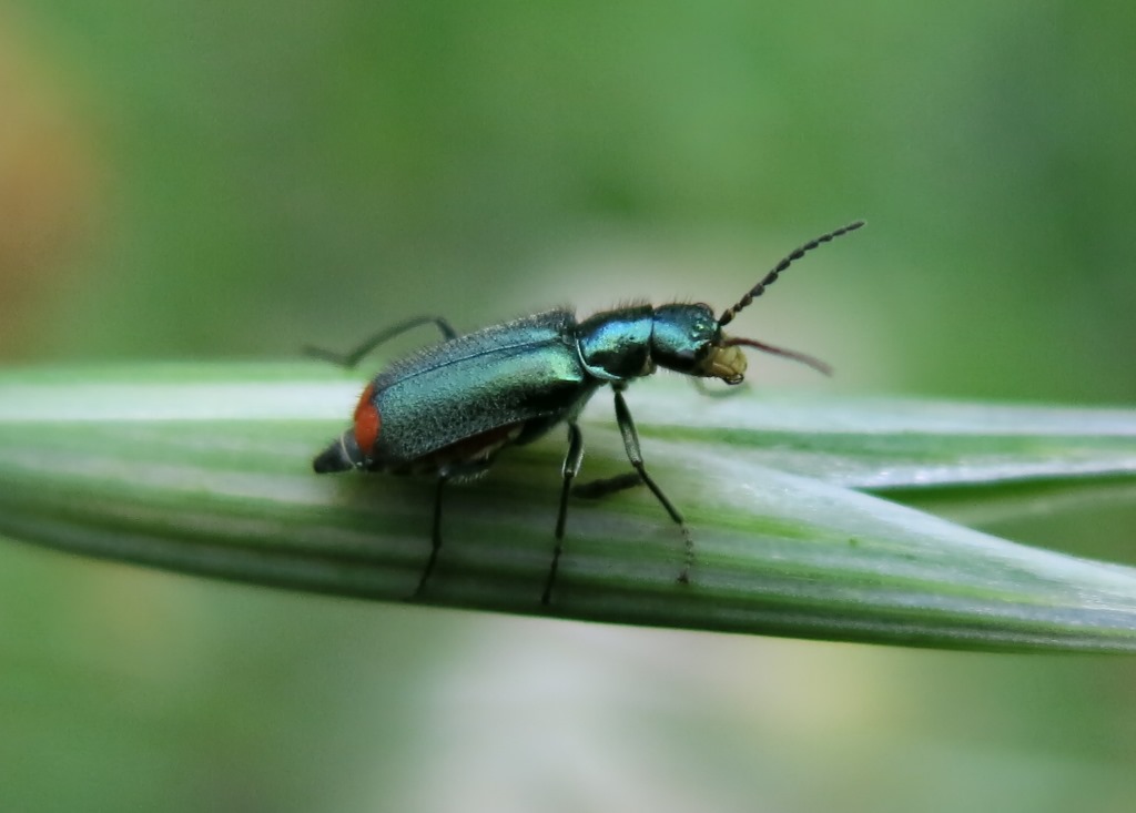 Malachiidae:  Malachius australis, femmina