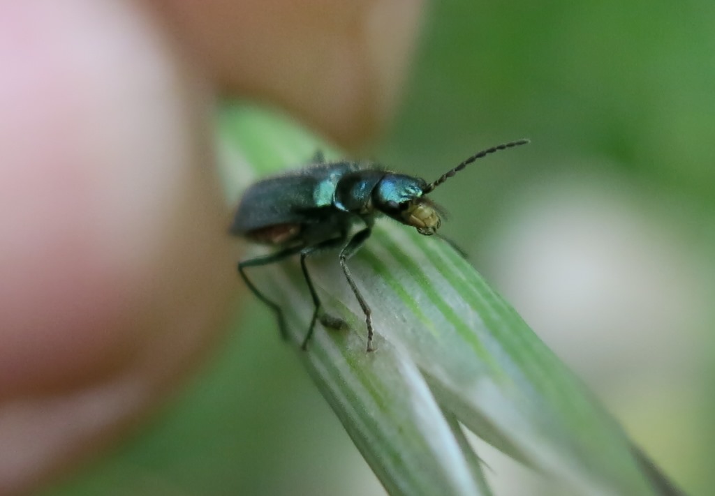 Malachiidae:  Malachius australis, femmina