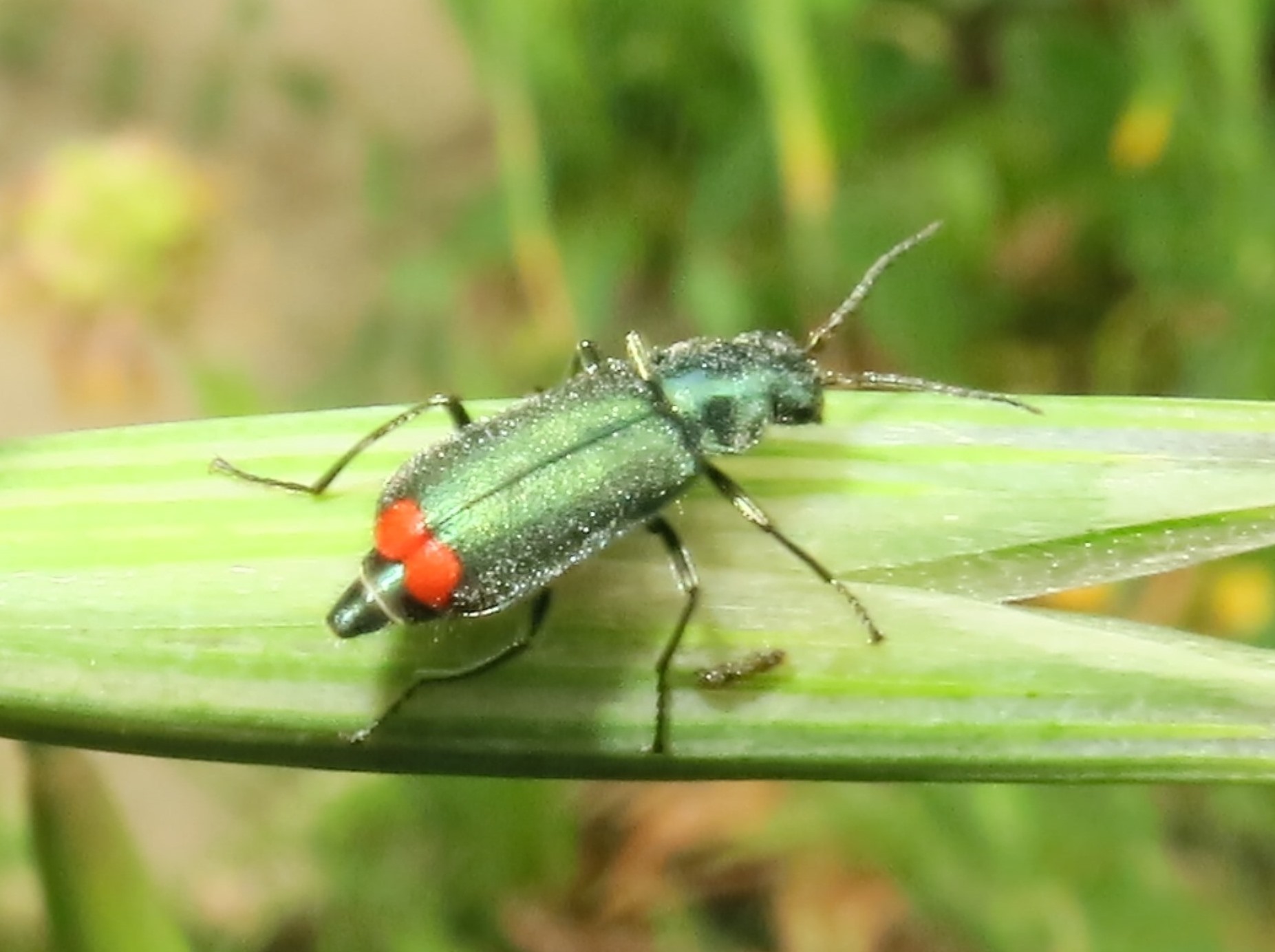 Malachiidae:  Malachius australis, femmina