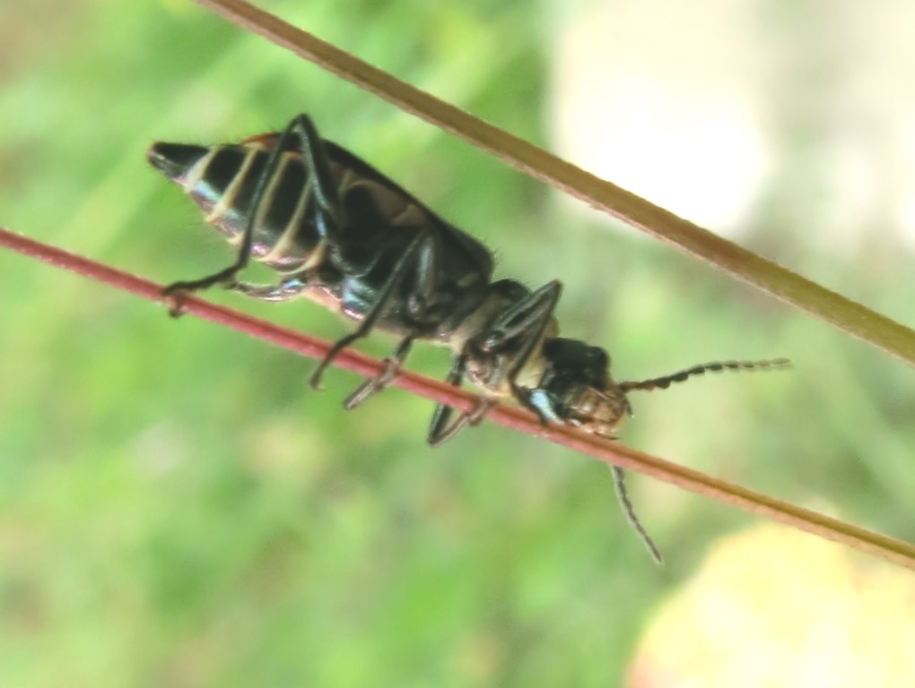 Malachiidae:  Malachius australis, femmina