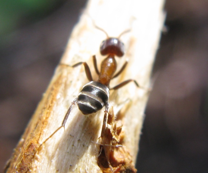 Formicha Liometopum microcephalum su pioppo nero