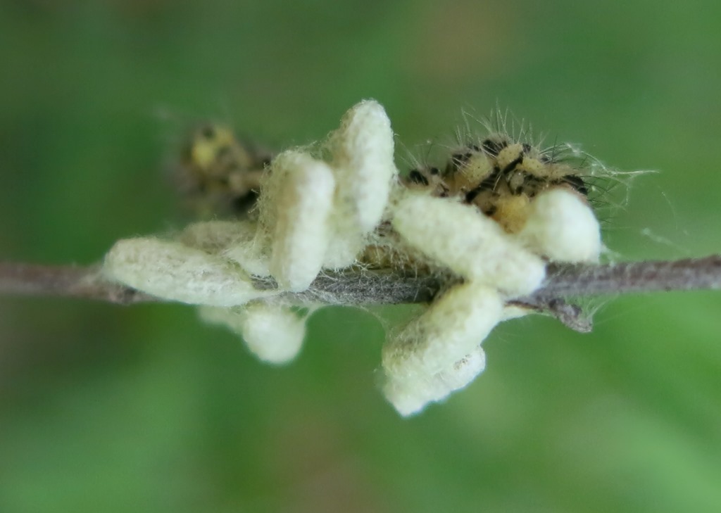 bruco e piccoli bozzoli da determinare - Zygaena sp. parassitizzato