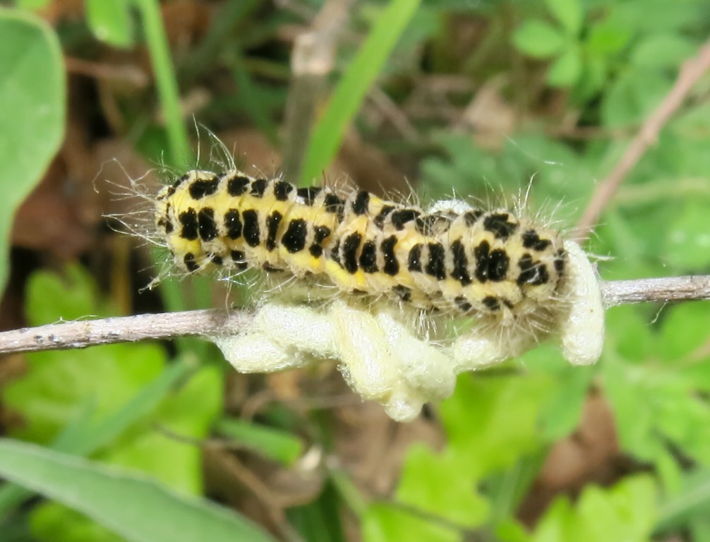 bruco e piccoli bozzoli da determinare - Zygaena sp. parassitizzato