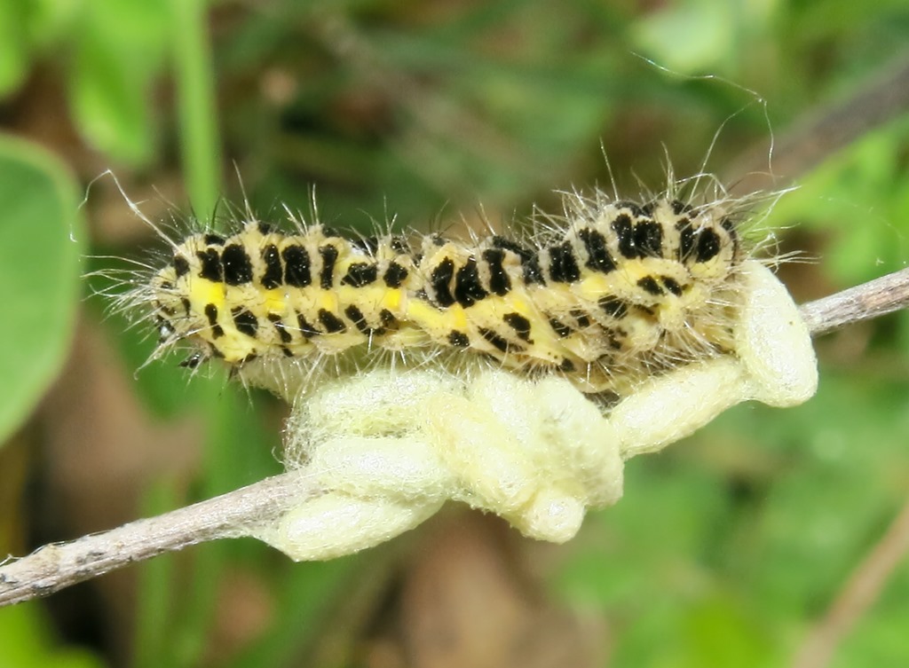 bruco e piccoli bozzoli da determinare - Zygaena sp. parassitizzato