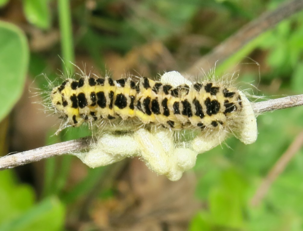 bruco e piccoli bozzoli da determinare - Zygaena sp. parassitizzato
