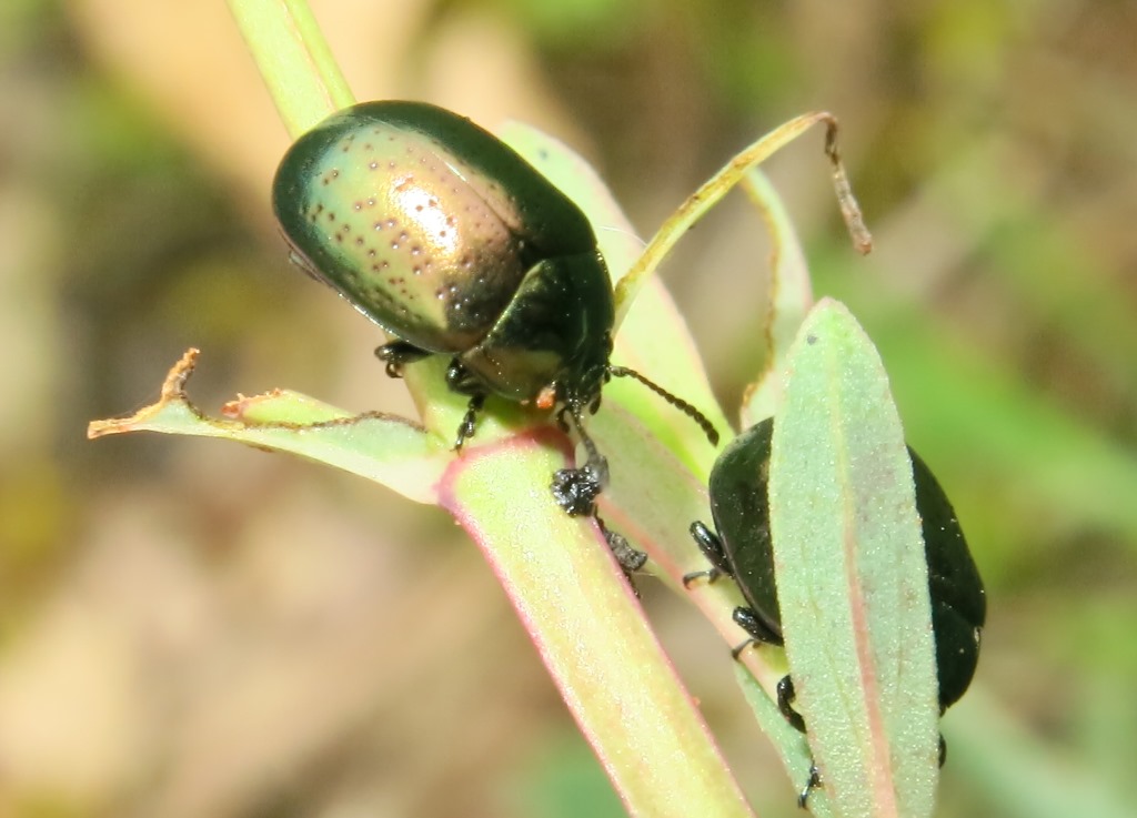 Chrysolina hyperici