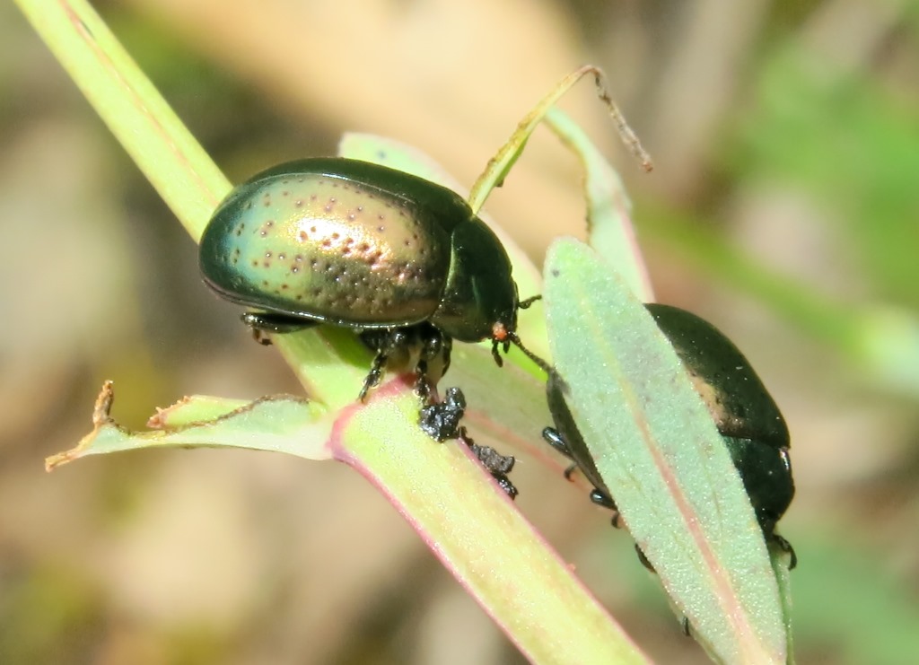 Chrysolina hyperici