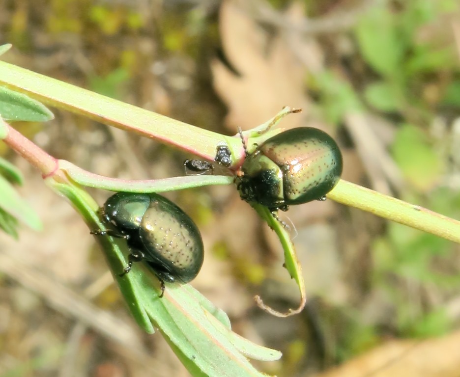 Chrysolina hyperici