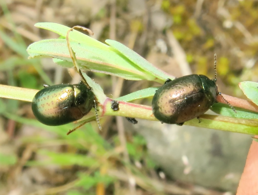 Chrysolina hyperici