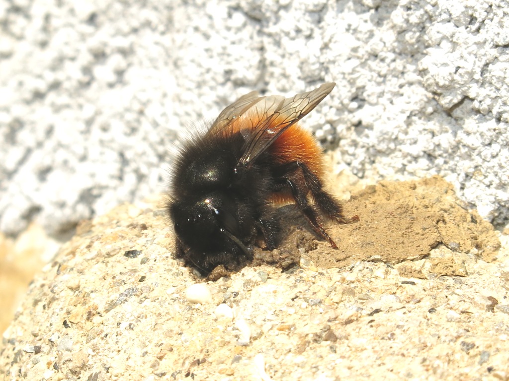 Osmia cornuta riadatta nido di Chalicodoma sp.