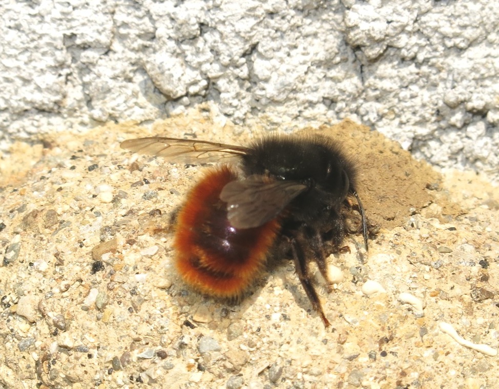 Osmia cornuta riadatta nido di Chalicodoma sp.