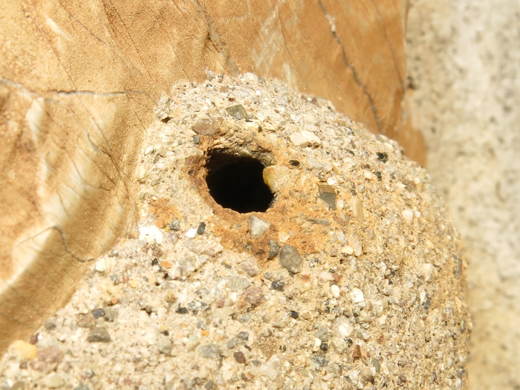 Osmia cornuta riadatta nido di Chalicodoma sp.
