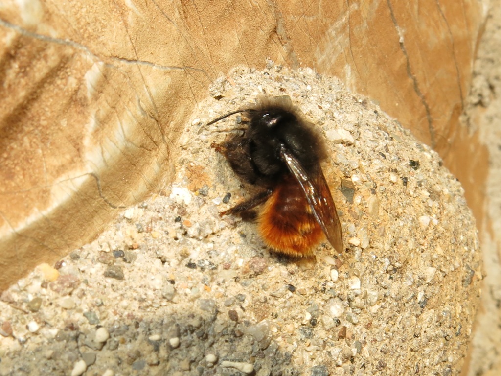 Osmia cornuta riadatta nido di Chalicodoma sp.