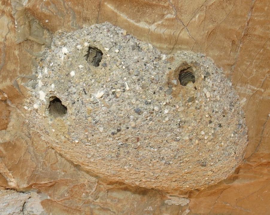 Osmia cornuta riadatta nido di Chalicodoma sp.