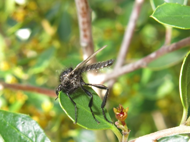 Bibionidae da determinare?