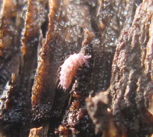 Neanuridae - Lathriopyga longiseta ?