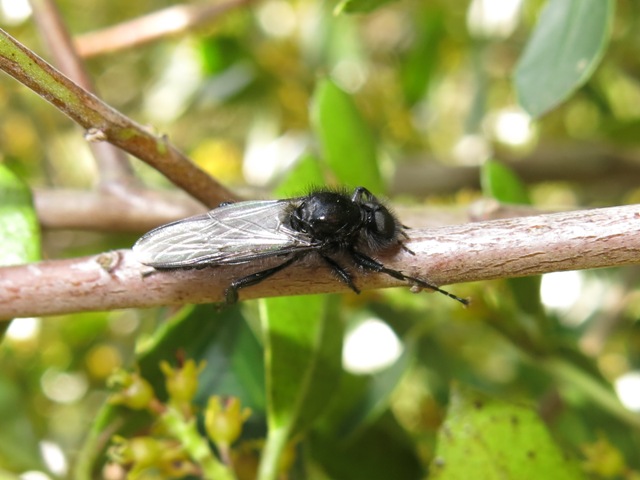Bibionidae da determinare?