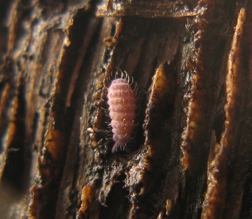 Neanuridae - Lathriopyga longiseta ?