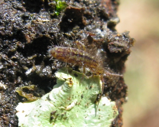 Entomobryidae - Orchesella quinquefasciata ?